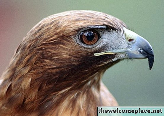 Jak se zbavit Red-Tailed Hawks