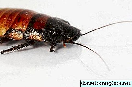 Hvordan bli kvitt kakerlakker, rotter og andre skadedyr