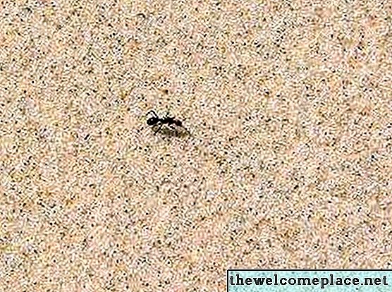 Comment se débarrasser des fourmis de sable
