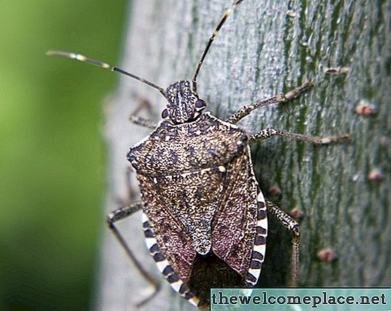 Cómo deshacerse del olor de un insecto apestoso