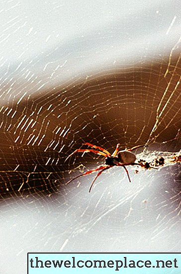 Wie man einen Spinnenei-Sack loswird