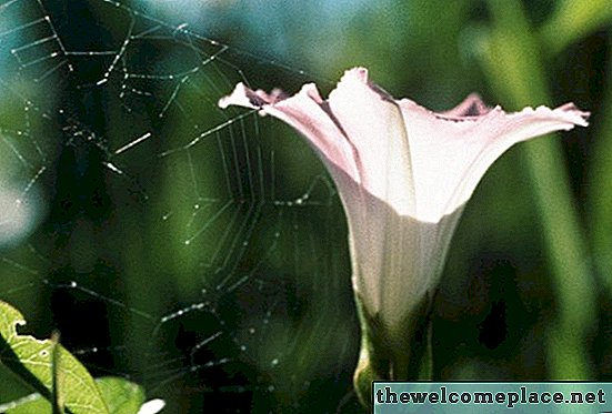 Wie man Spinnennetze auf Pflanzen loswird