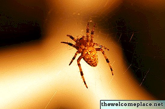Làm thế nào để thoát khỏi những con nhện xuất hiện thông qua các ống thoát nước