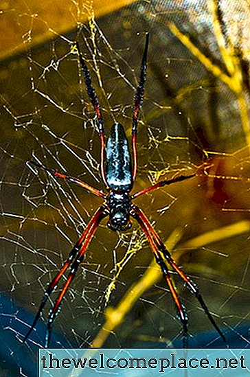 Πώς να απαλλαγείτε από αράχνες κάτω από τις μαρκίζες του σπιτιού μου