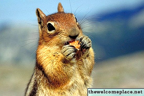Ako sa zbaviť vône veveričky