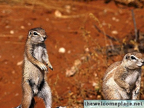 Wie man Eichhörnchen mit Backpulver loswird
