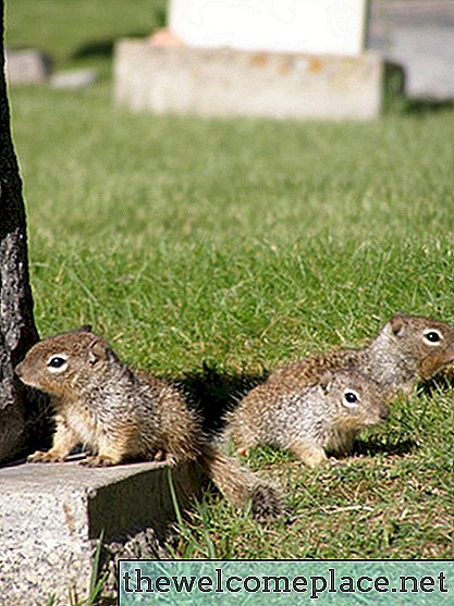 Wie man Eichhörnchen mit Kräutern loswird