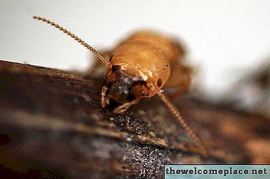 Comment se débarrasser des termites