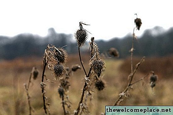 Wie Distel dauerhaft loswerden