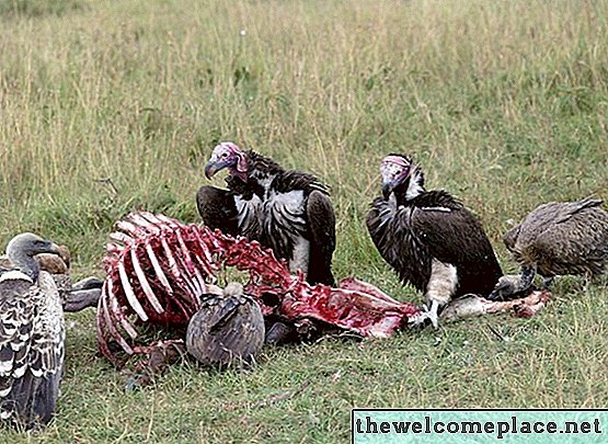 Comment se débarrasser des Vultures & Buzzards?