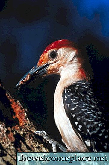 Cómo deshacerse de los pájaros carpinteros en mi casa