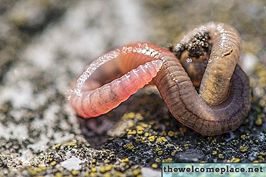 Hoe zich te ontdoen van wormen