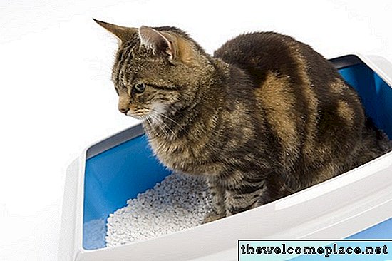 Wie man nassen Katzenstreu aus dem Teppich holt