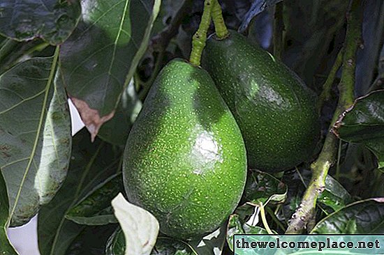 Как привить деревья авокадо