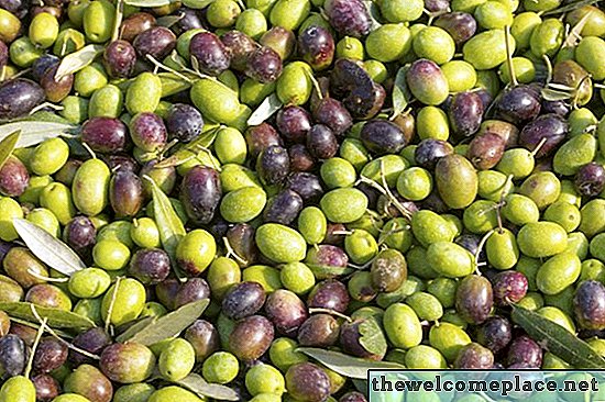 Comment faire pousser un olivier à partir d'une graine