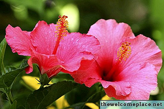 Comment cultiver et soigner l'hibiscus