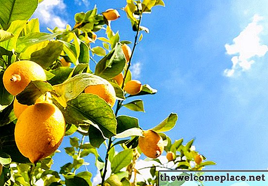 איך לגדל ועצי לימון לטפל