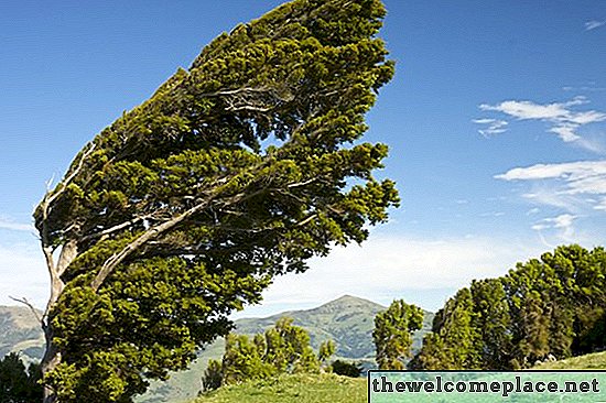 Cara Tumbuh dan Merawat Podocarpus