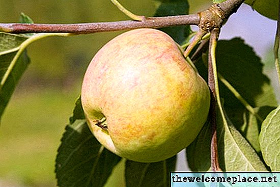 كيف تنمو أشجار التفاح في ولاية تكساس