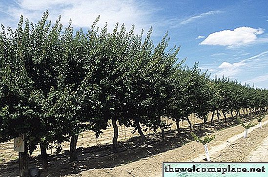Hur man odlar aprikosträd från gropar