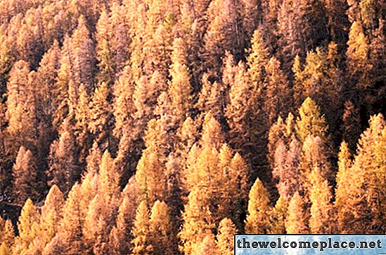 كيف ينمو أسبن الأشجار في ولاية كاليفورنيا