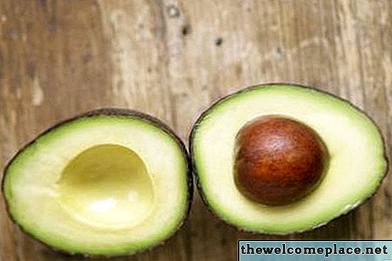 Wie Avocados aus Steinen wachsen