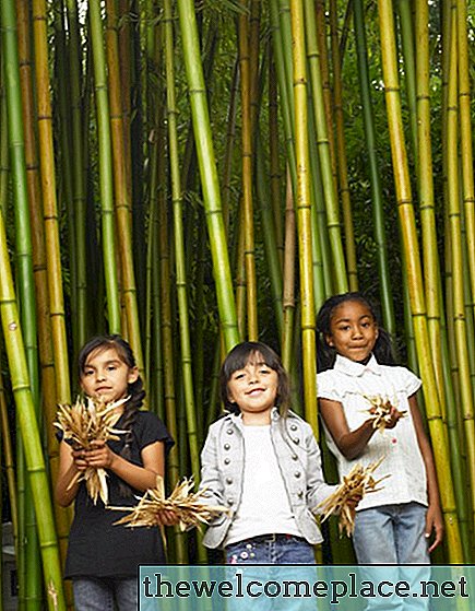 Bir Çit Hattı Boyunca Bambu Büyüme Nasıl