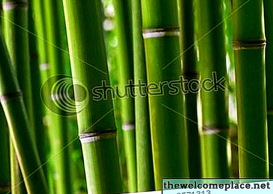 Sådan dyrkes bambus i gryder
