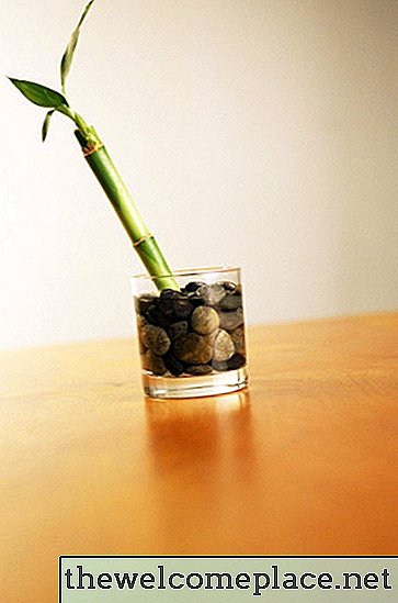 Cómo cultivar plantas de bambú en agua