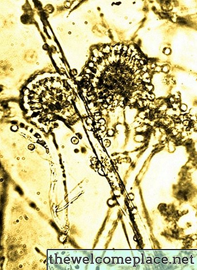 Cómo cultivar nematodos beneficiosos