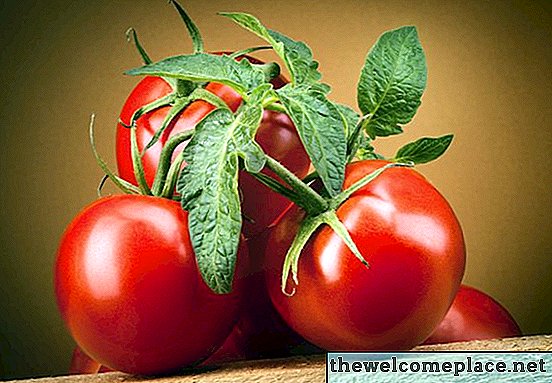 Cómo cultivar mejores tomates de niño