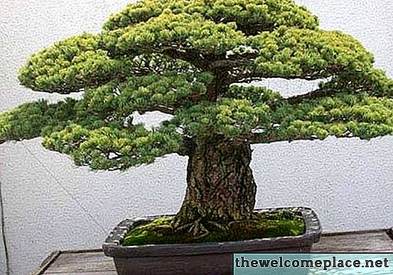 Kuinka kasvattaa bonsai-kasveja