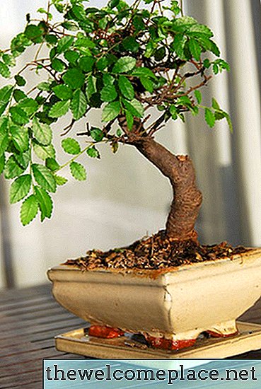盆栽の木を早く育てる方法