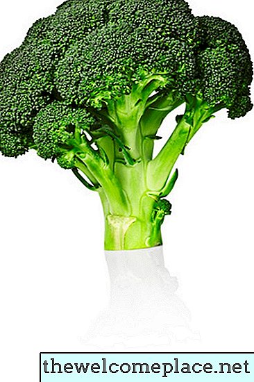 Broccoli kweken in een kas