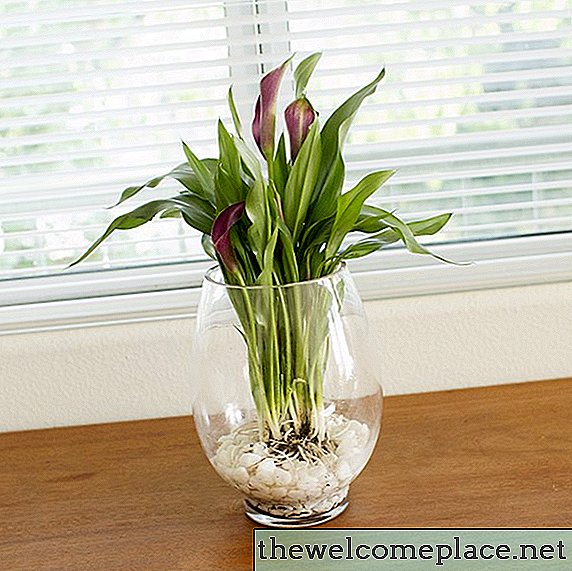 ガラス花瓶で電球を育てる方法