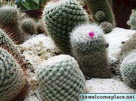 Hoe cactussen te kweken uit zaad