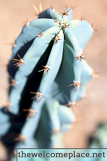 Como cultivar cactos hidroponicamente