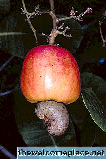 Cum să crești cashews în interior