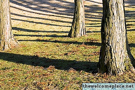 Comment faire pousser des arbres de cèdre à partir de graines