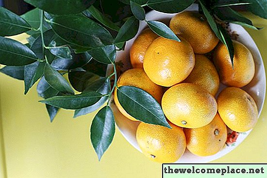 Cómo cultivar un árbol de clementina en tu casa