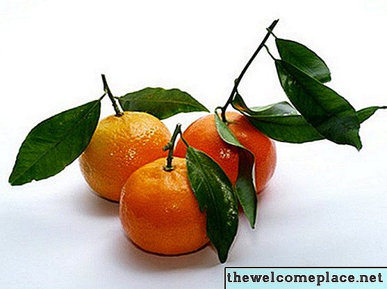 Cómo cultivar clementinas a partir de semillas