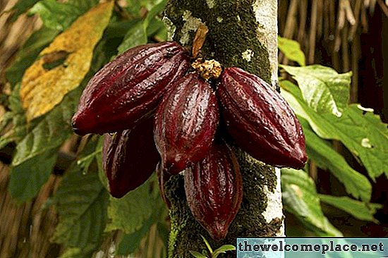 كيف تنمو حبوب الكاكاو