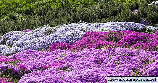 Come coltivare il terriccio di Phlox strisciante