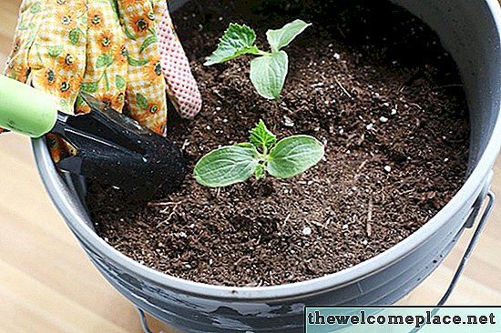 Come coltivare i cetrioli in un contenitore