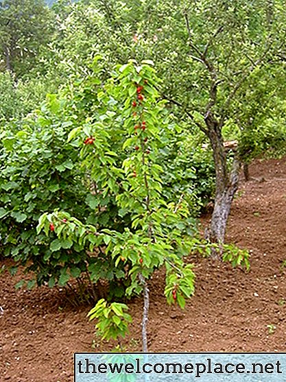 Comment faire pousser des arbres fruitiers d'une branche
