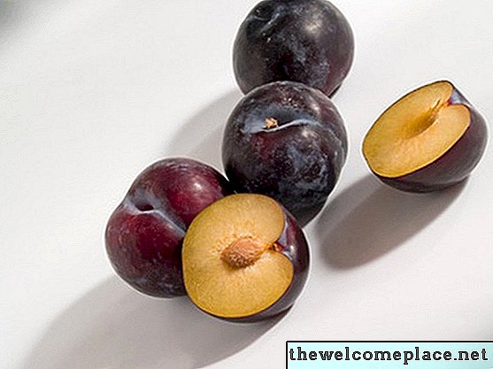 Cum să crească pomii de fructe din gropi