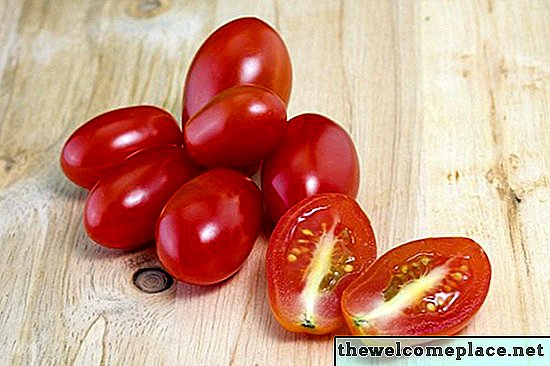 Como cultivar tomates de uva em uma panela