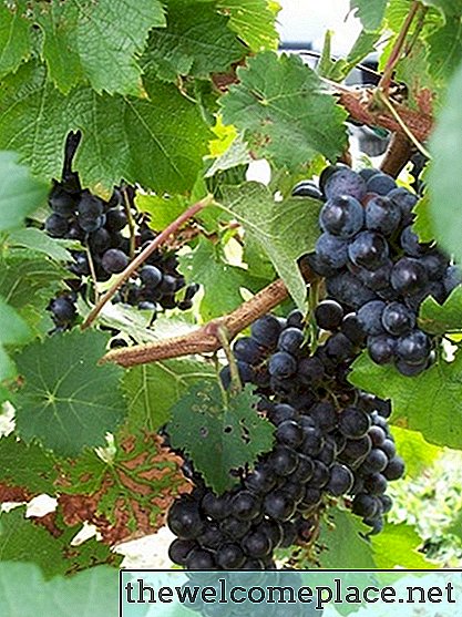 Kuidas kodus viinamarjaistandusi kasvatada