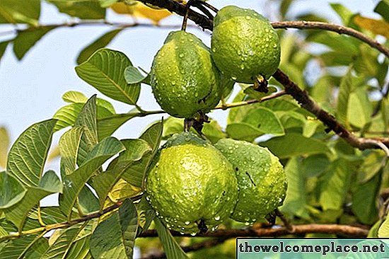 Cómo cultivar un árbol de guayaba