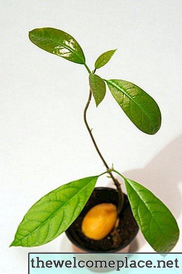 Sådan dyrkes Hass Avocado-træer